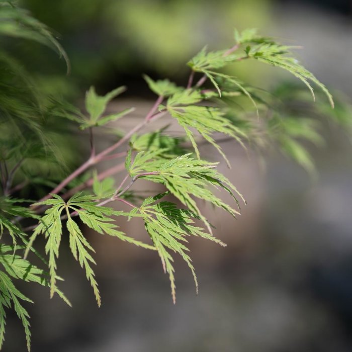 Laceleaf Japanese Maple Trees (Acer pal. var. dissectum) | Bates