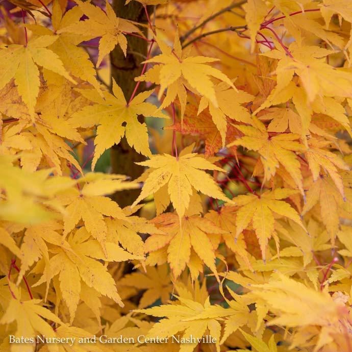 5 Acer Pal Sango Kaku C Bark Anese Maple Yellow Upright 5 Acer Pal Sango Kaku C Bark