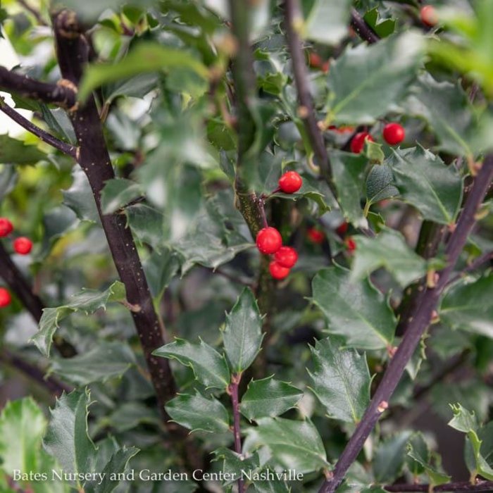 Holly (Ilex) Shrubs Bates Nursery and Garden Center Nashville, TN