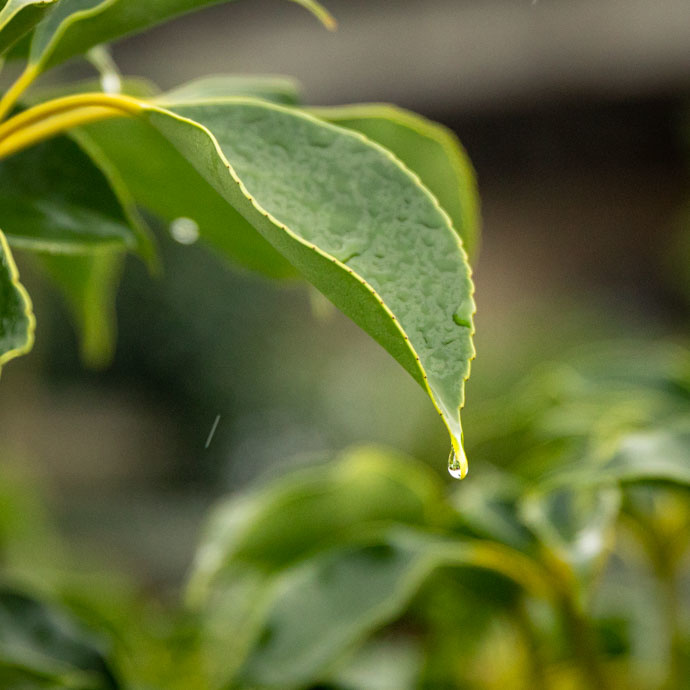Rainshine