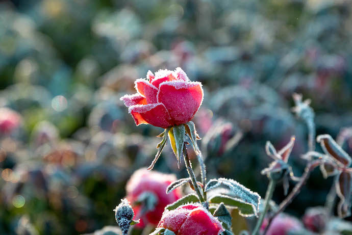 How to Prepare Your Garden for a Freeze
