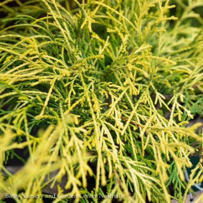 False Cypress (Chamaecyparis pisifera) Shrubs | Bates Nursery and Garden Center | Nashville, TN ...