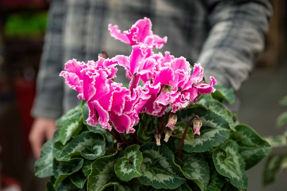 How to Care for Your Houseplants this Winter