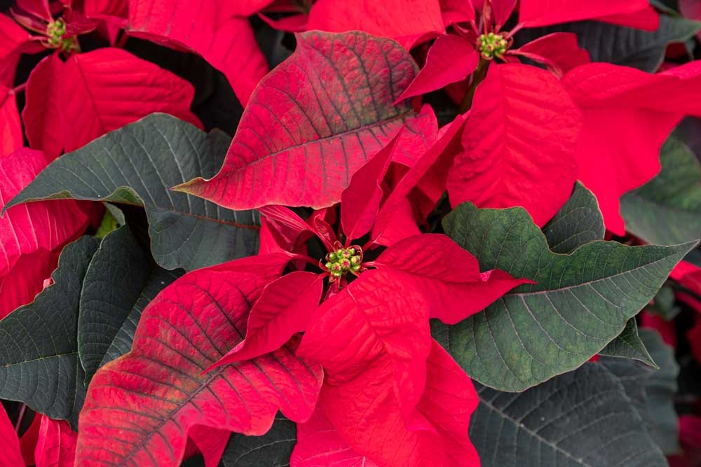 10 Facts About Poinsettias That You May Not Know
