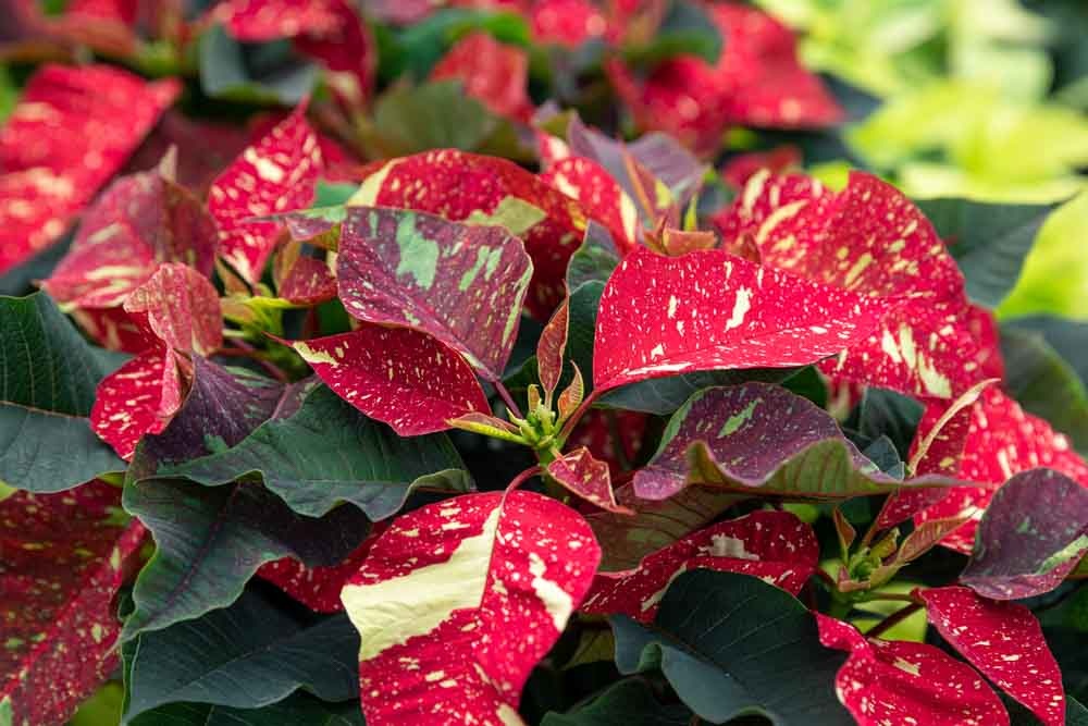 Where to buy poinsettias in Nashville