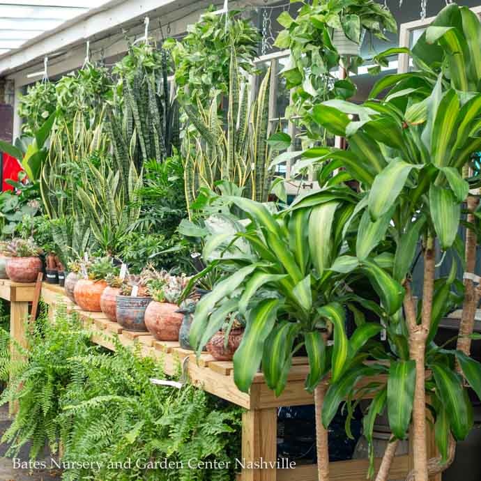 A Tropical Atmosphere