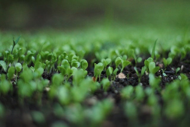 Vegetable Garden Planning-Photo by Airin Party