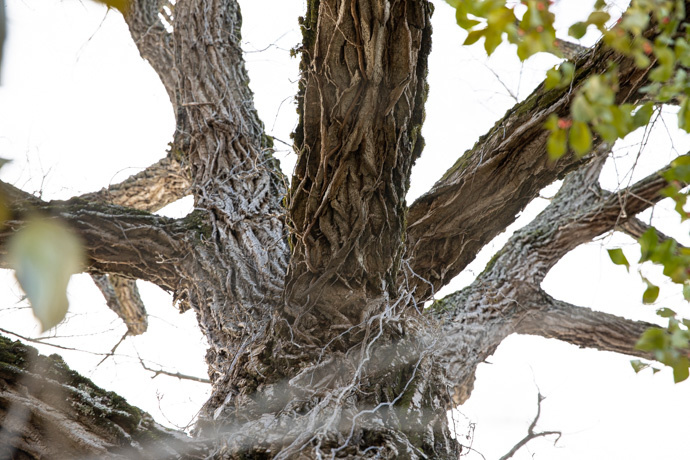 Big Old Tree Contest