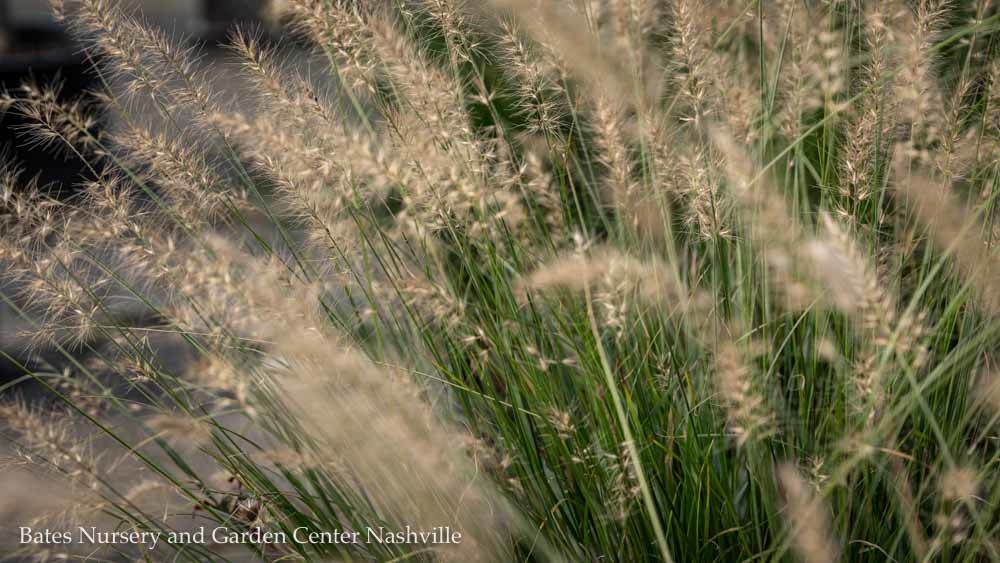 Landscape Design Bates Nursery