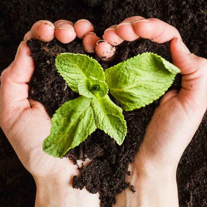 Sunny Valentines and Gardening
