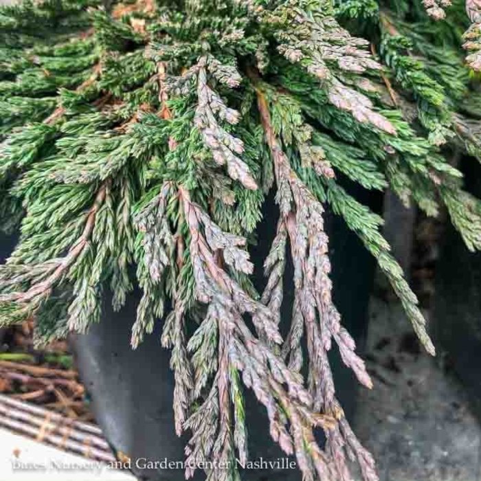 Juniper (Juniperus) Shrubs Bates Nursery and Garden Center