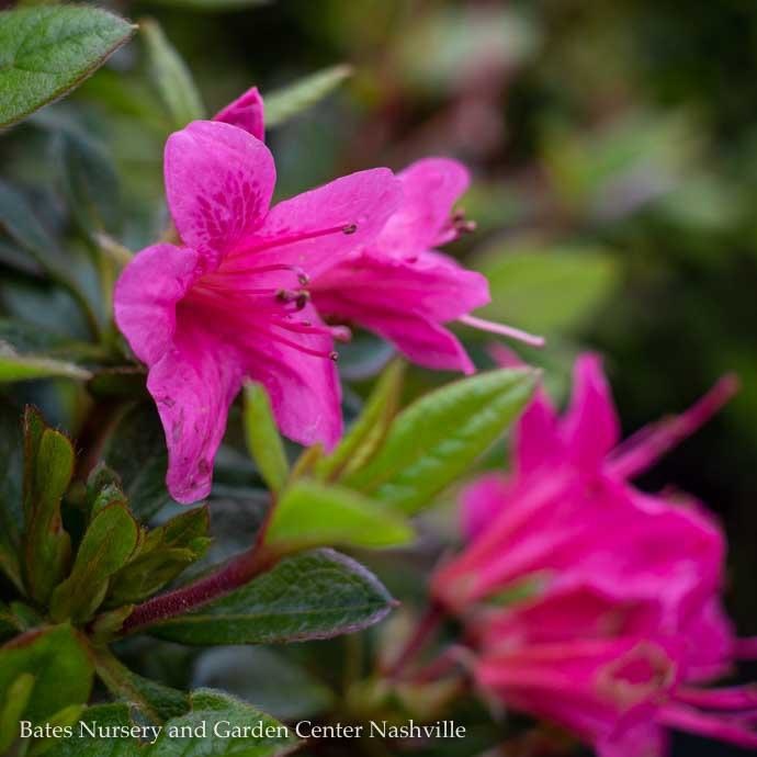 3 Azalea Encore Autumn Cheer Repeat Bates Nursery And Garden Center 3 Azalea Encore Autumn Cheer Repeat