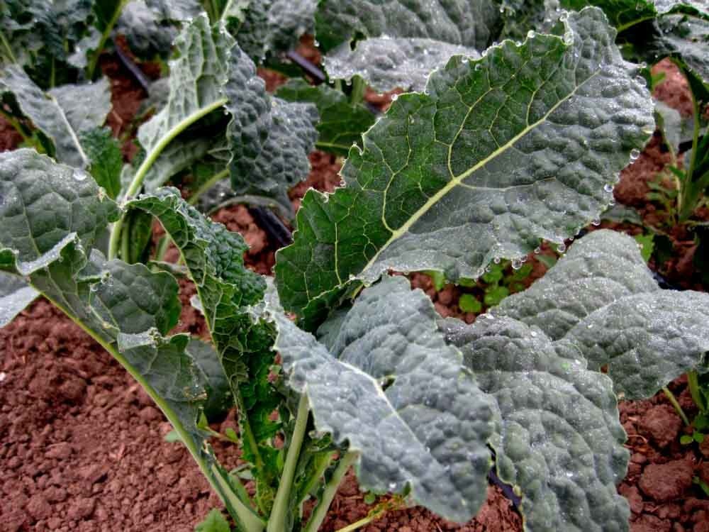 Vegetable Gardening Basics