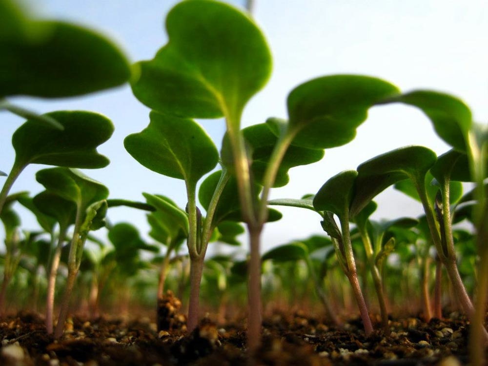 Vegetable Gardening Basics