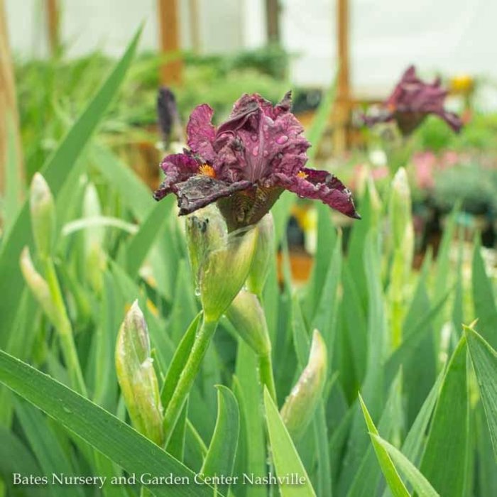 Iris Bates Nursery and Garden Center Nashville, TN Bates Nursery