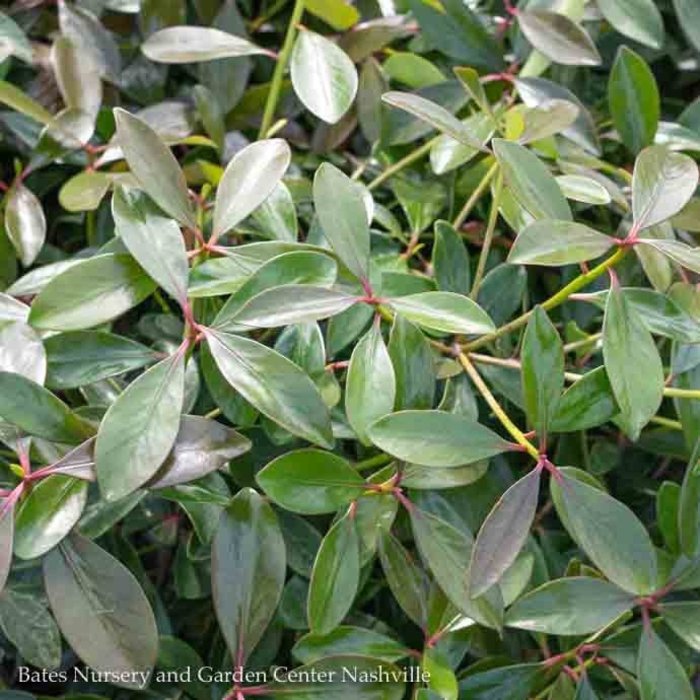 Miscellaneous Broadleaf Evergreen Shrubs | Bates Nursery and Garden