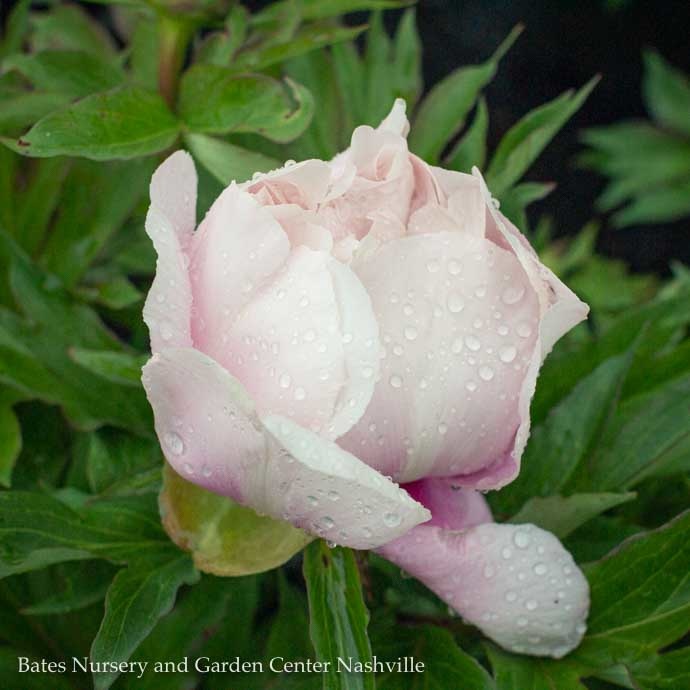 An April Shower