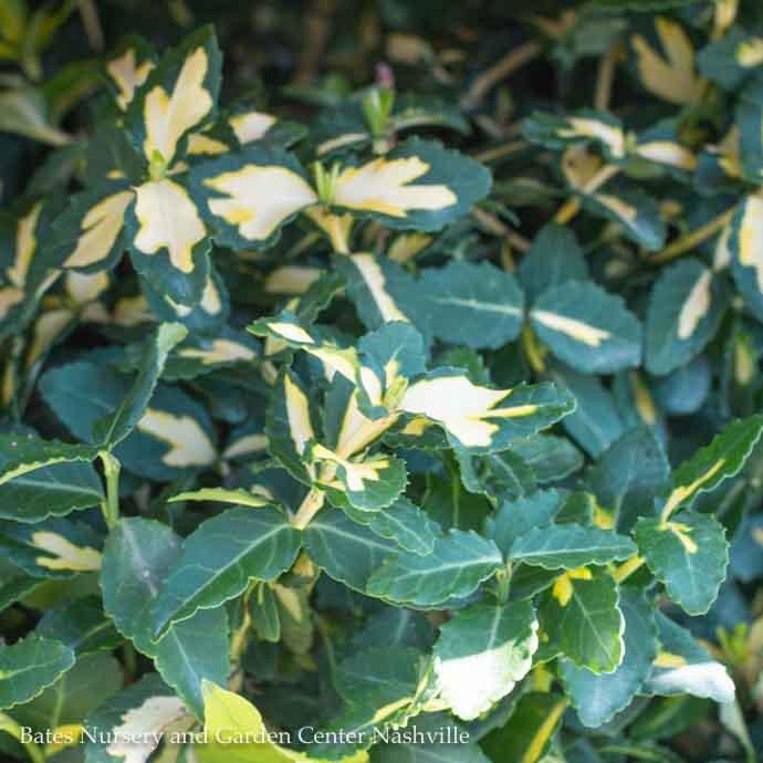 1 Euonymus F Moonshadow Variegated Bates Nursery And Garden Center