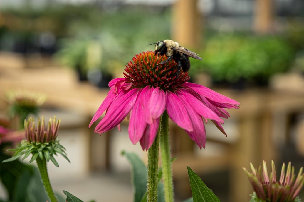 Plant a Pollinator-Friendly Garden