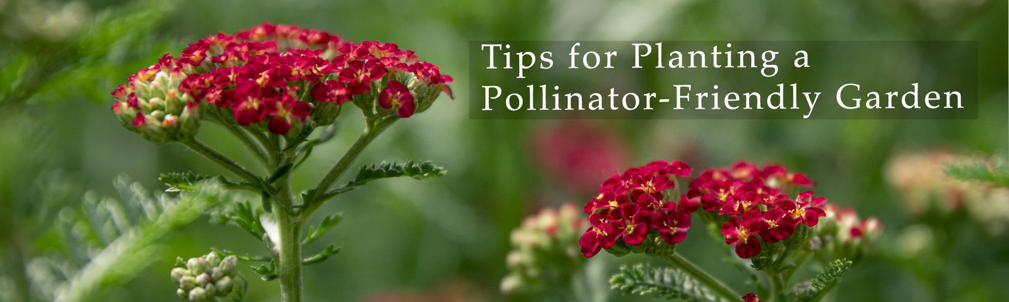 Tips for Planting a Pollinator-friendly garden Tennessee