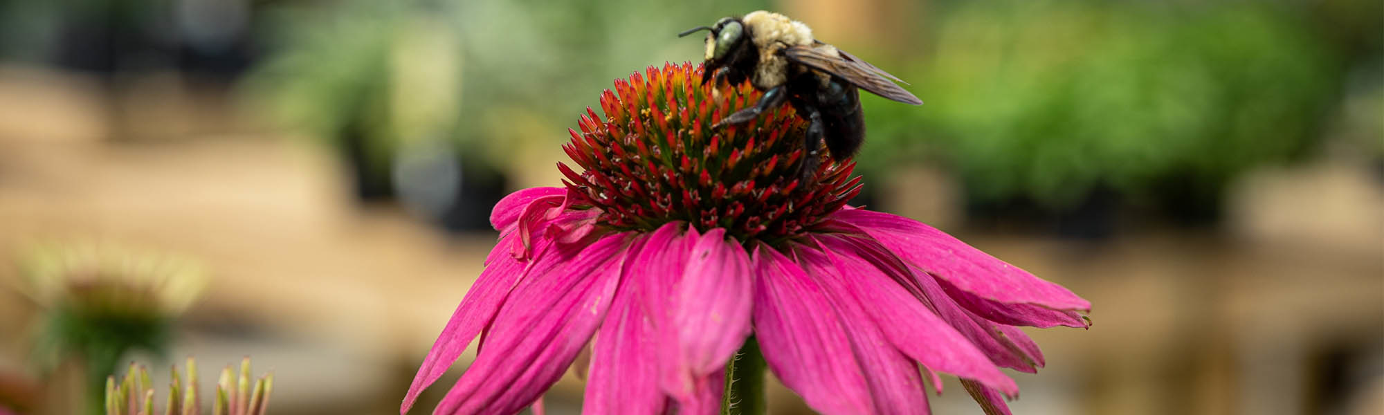 Pollinator friendly plants Nashville