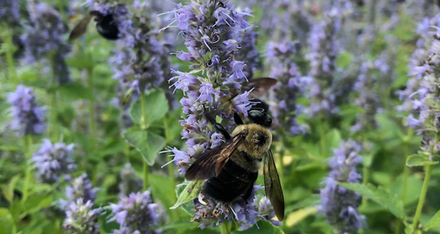 Pollinator-Friendly Plants for Middle Tennessee