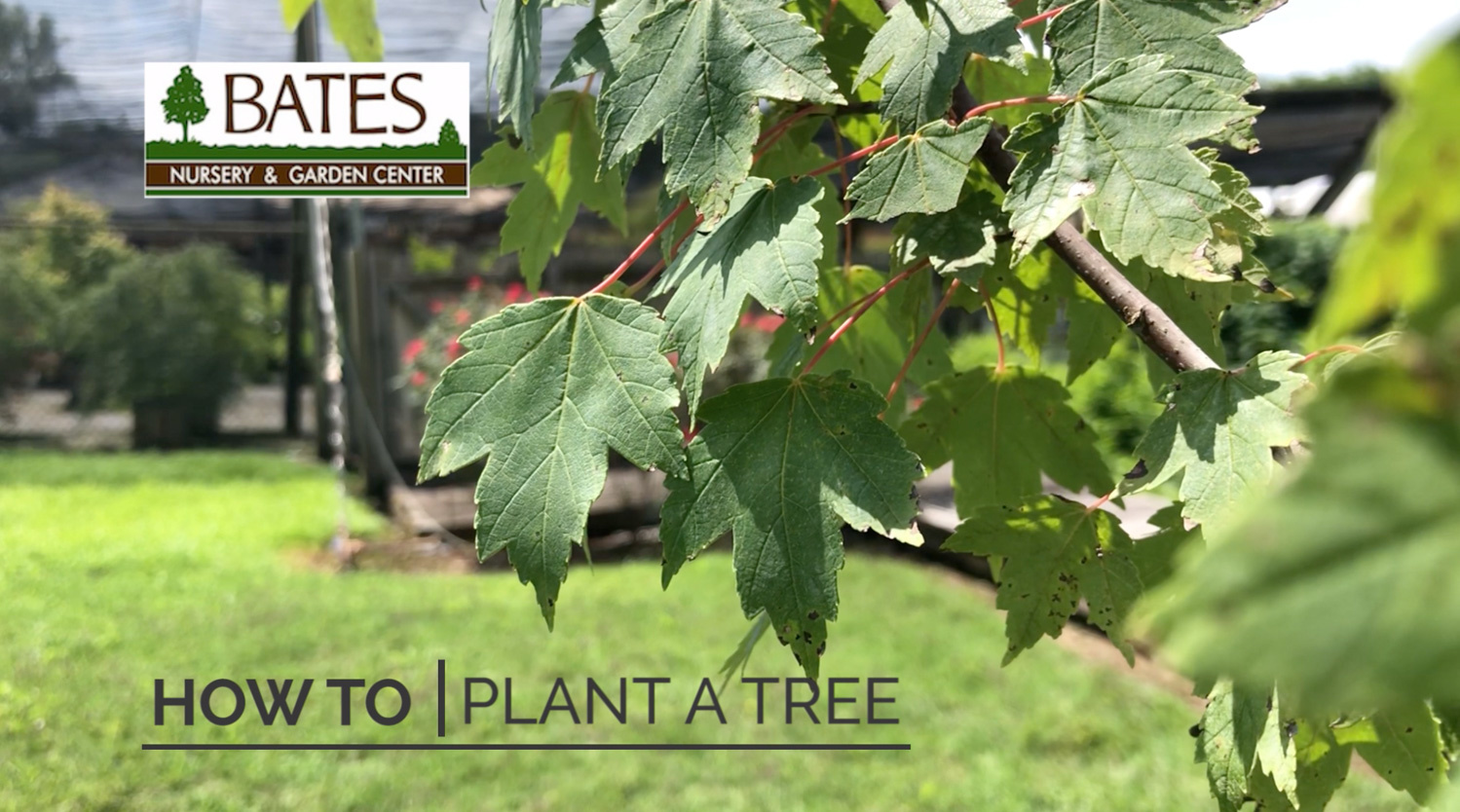 How to Plant a Tree in the Summer