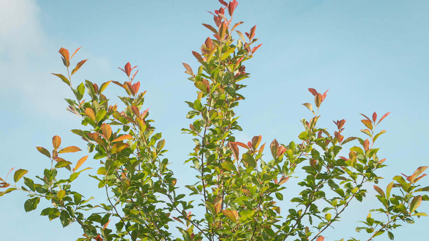 how to plant a tree in the summer