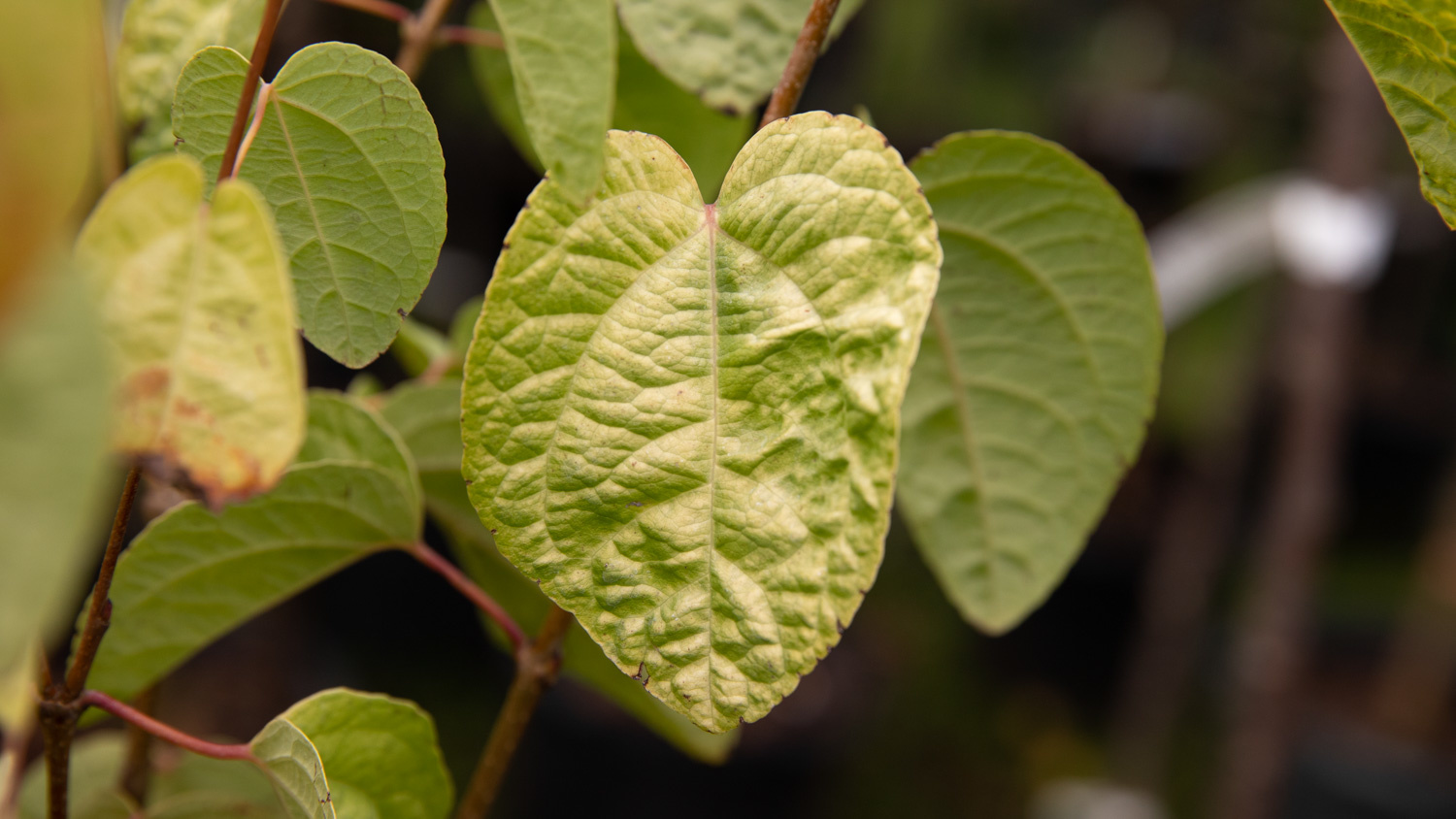 how to plant a tree in the summer