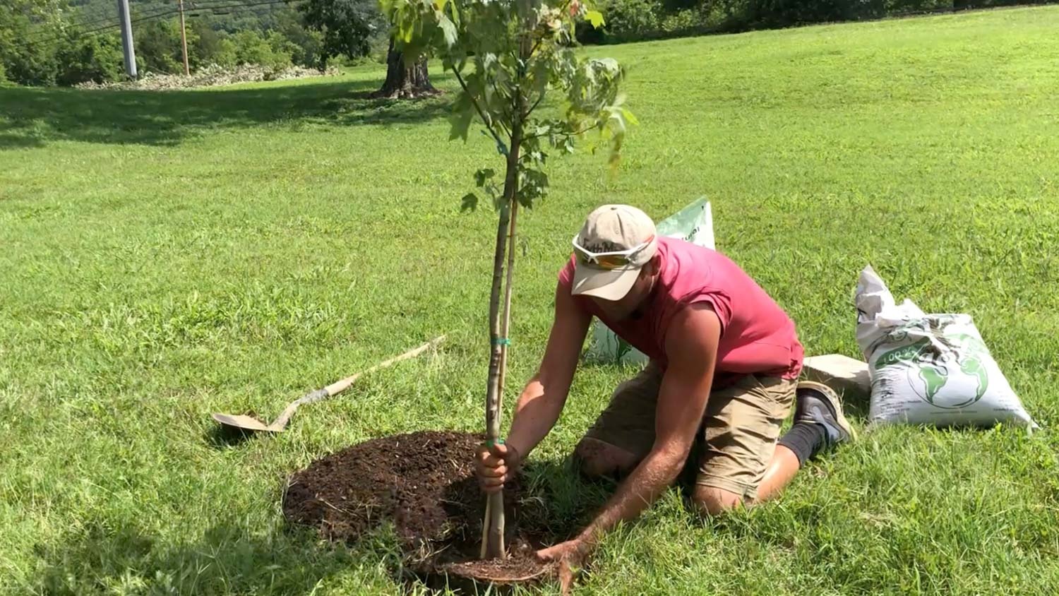 how to plant a tree in the summer