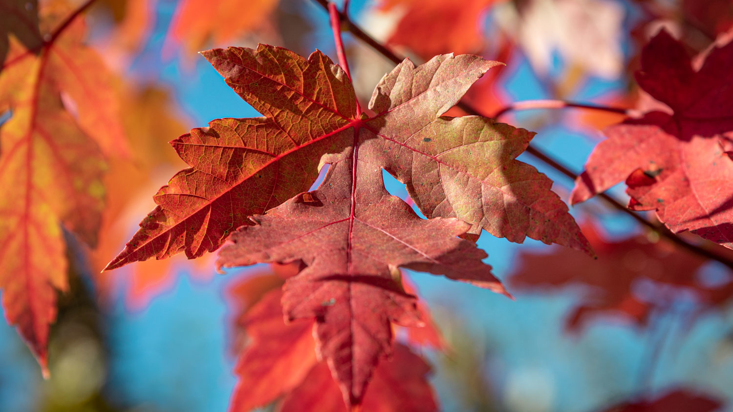 how to plant a tree in the summer