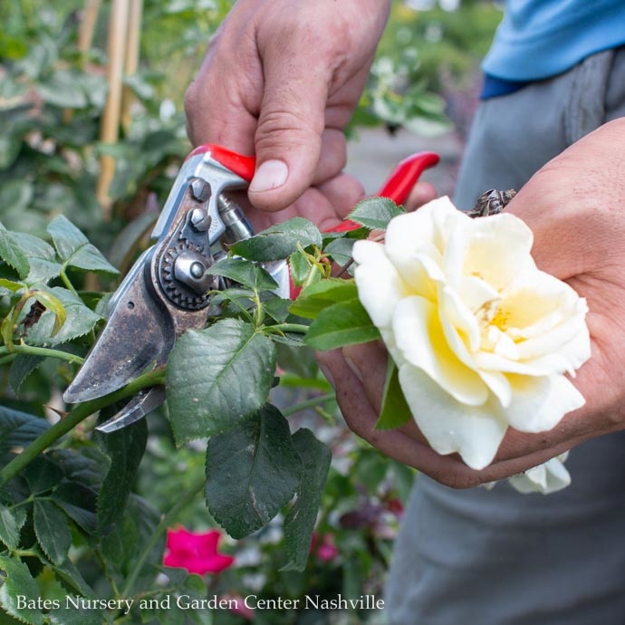 Pruning: What to Snip and What to Skip-Summer Pruning for Trees, Shrubs, and Perennials