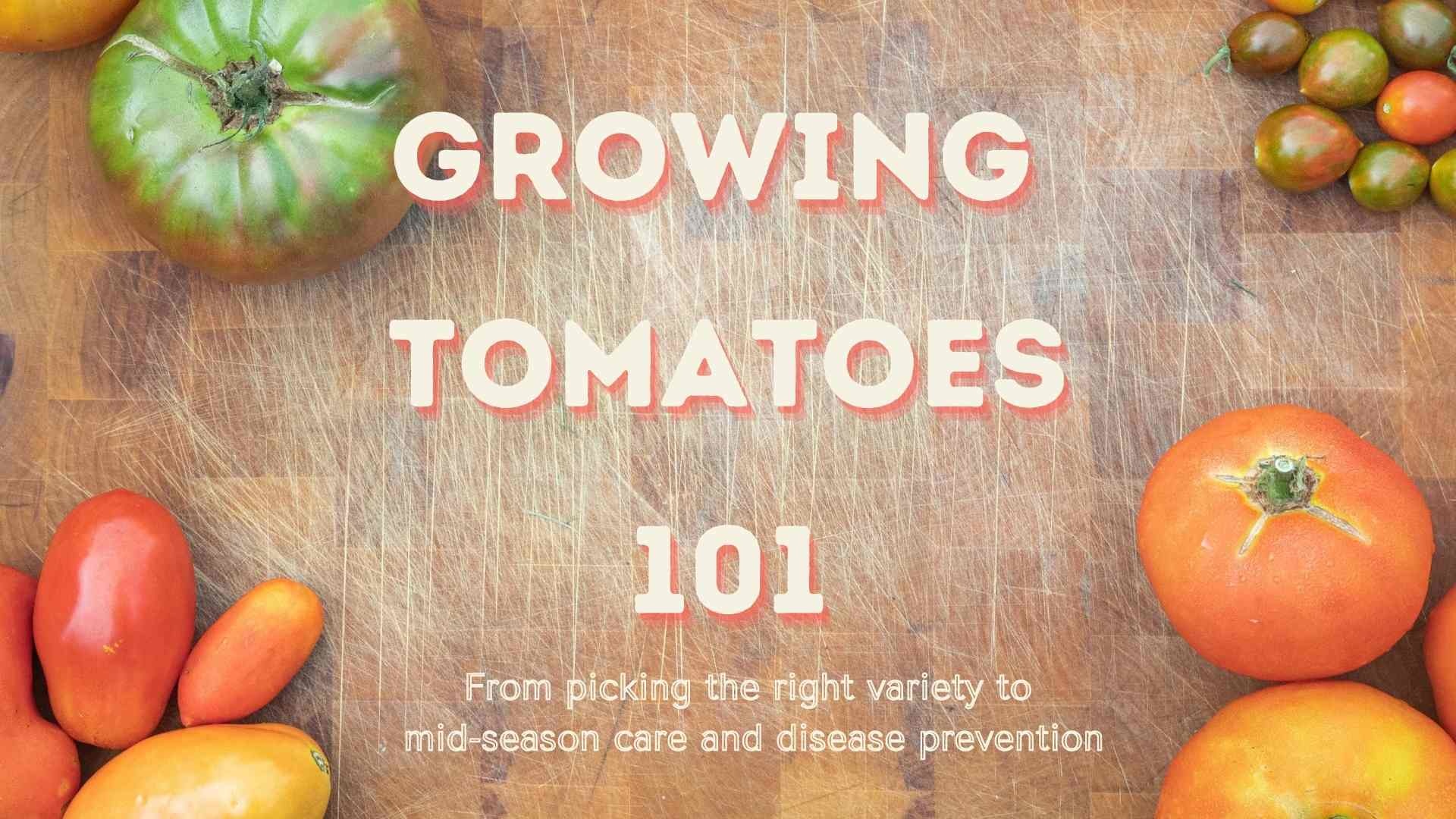 Growing Tomatoes 101: From Picking the Right Variety to Mid-Season Care