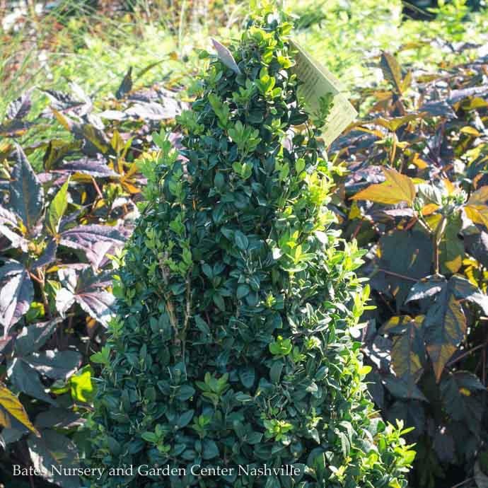 3 5 4 Buxus Dee Runk Boxwood Upright Bates Nursery And Garden Center