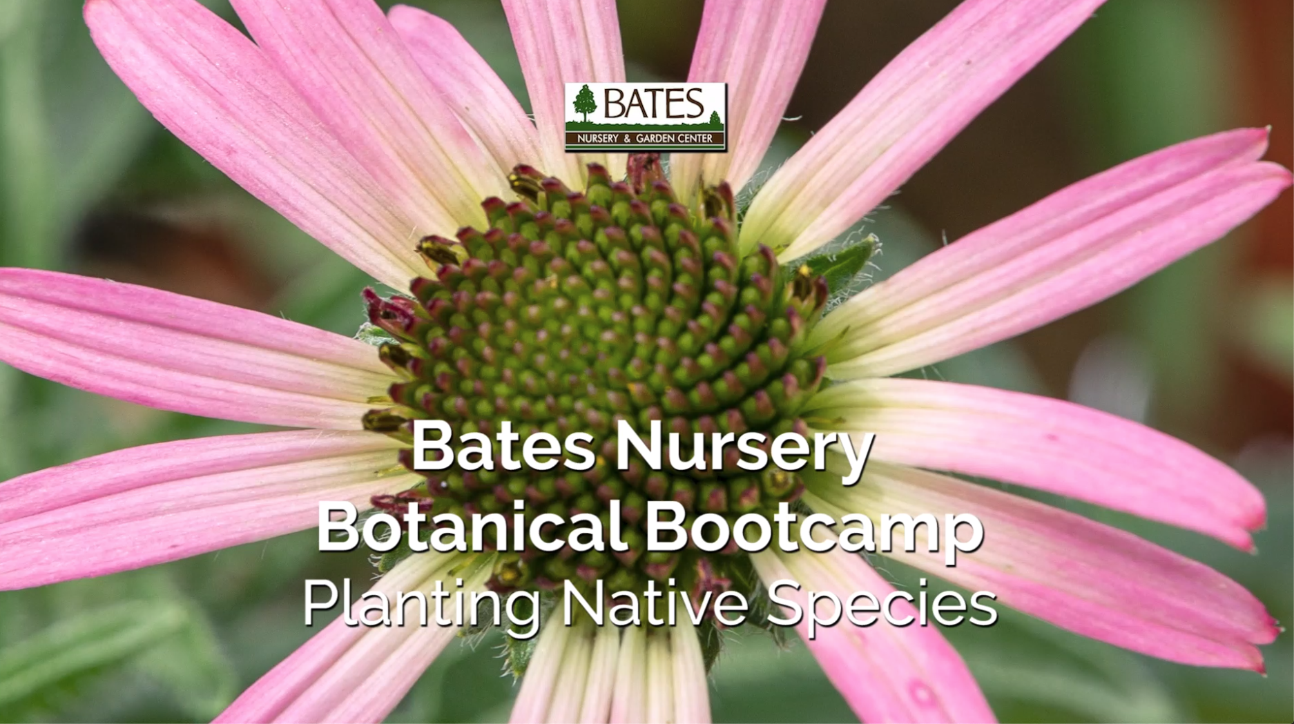 Planting Native Species How To Pick Natives For Your Space Bates Nursery Garden Center Bates Nursery And Garden Center