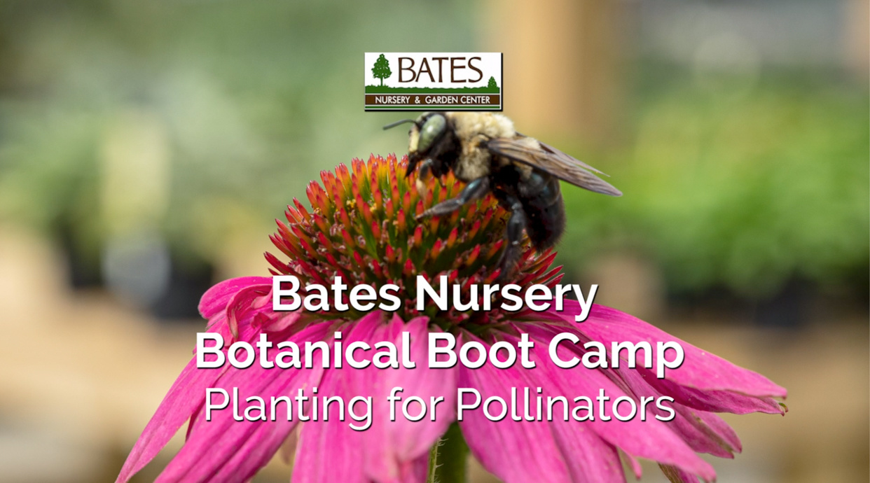 Planting for Pollinators-Fall Blooming Perennials