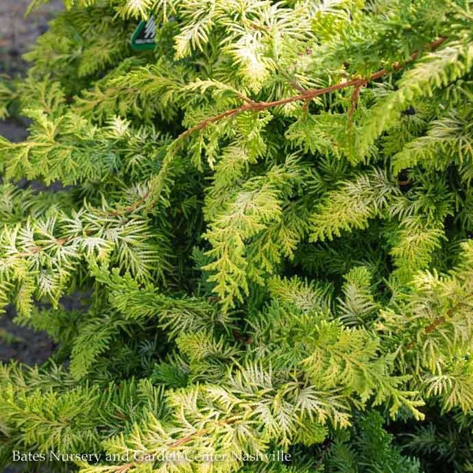 6 Chamaecyparis Obt Fernspray Gold Hinoki Falsecypress Bates Nursery And Garden Center