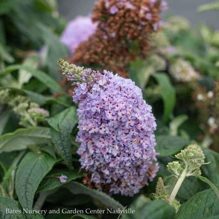 Butterfly Bush (Buddleia) | Bates Nursery and Garden ...