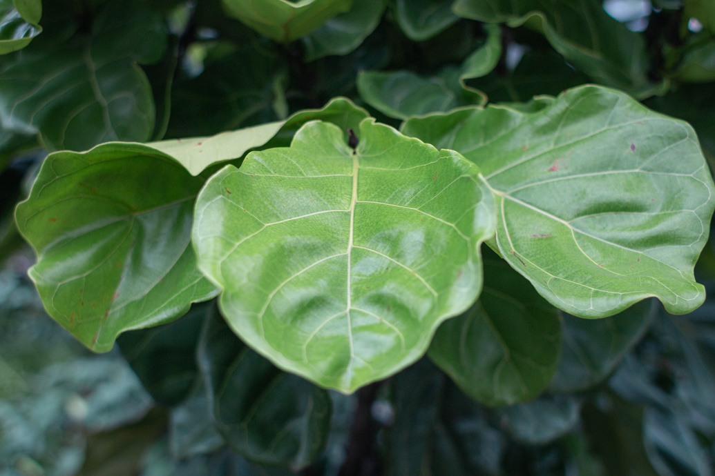 fiddle leaf fig