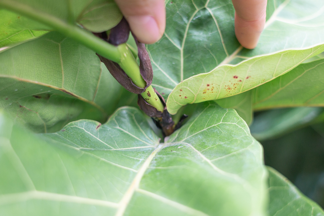 fiddle leaf fig