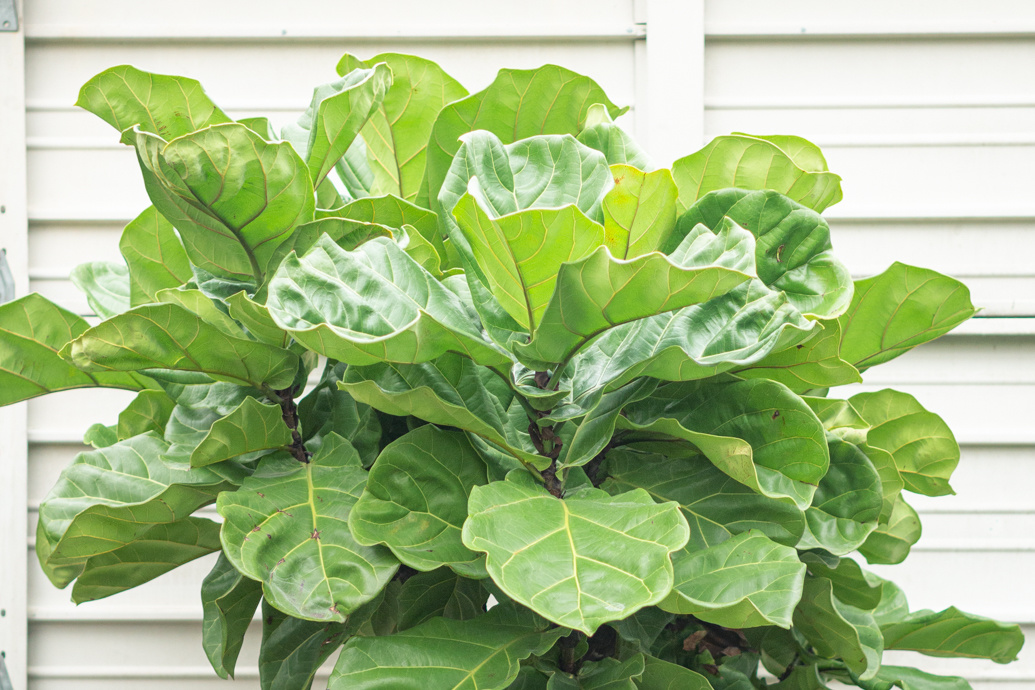 FIDDLe leaf fig