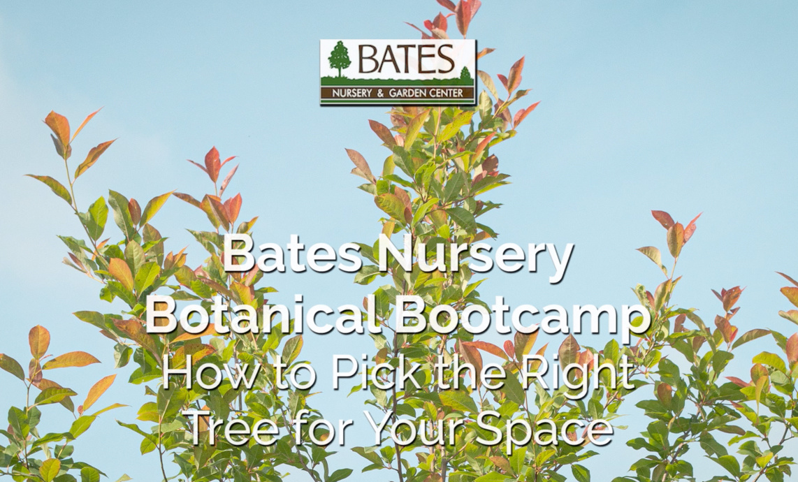 How to Choose a Tree That Will Work in Your Space
