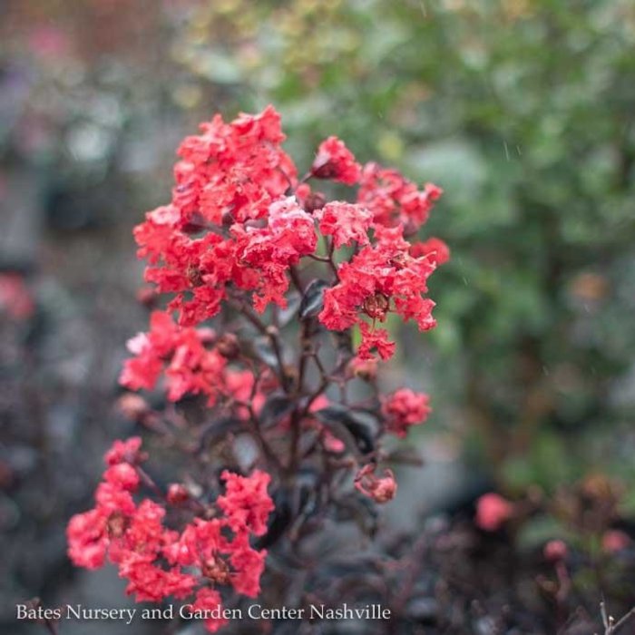 Crape Myrtle (Lagerstroemia) Shrubs Bates Nursery and Garden Center