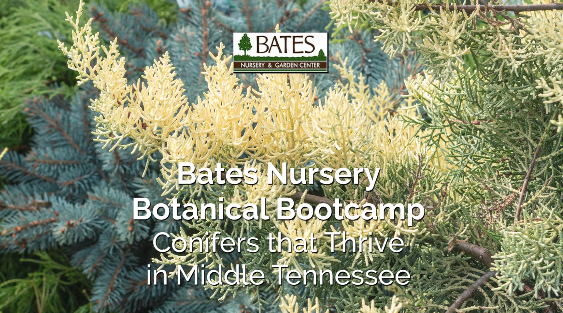 Conifers That Thrive in Middle Tennessee