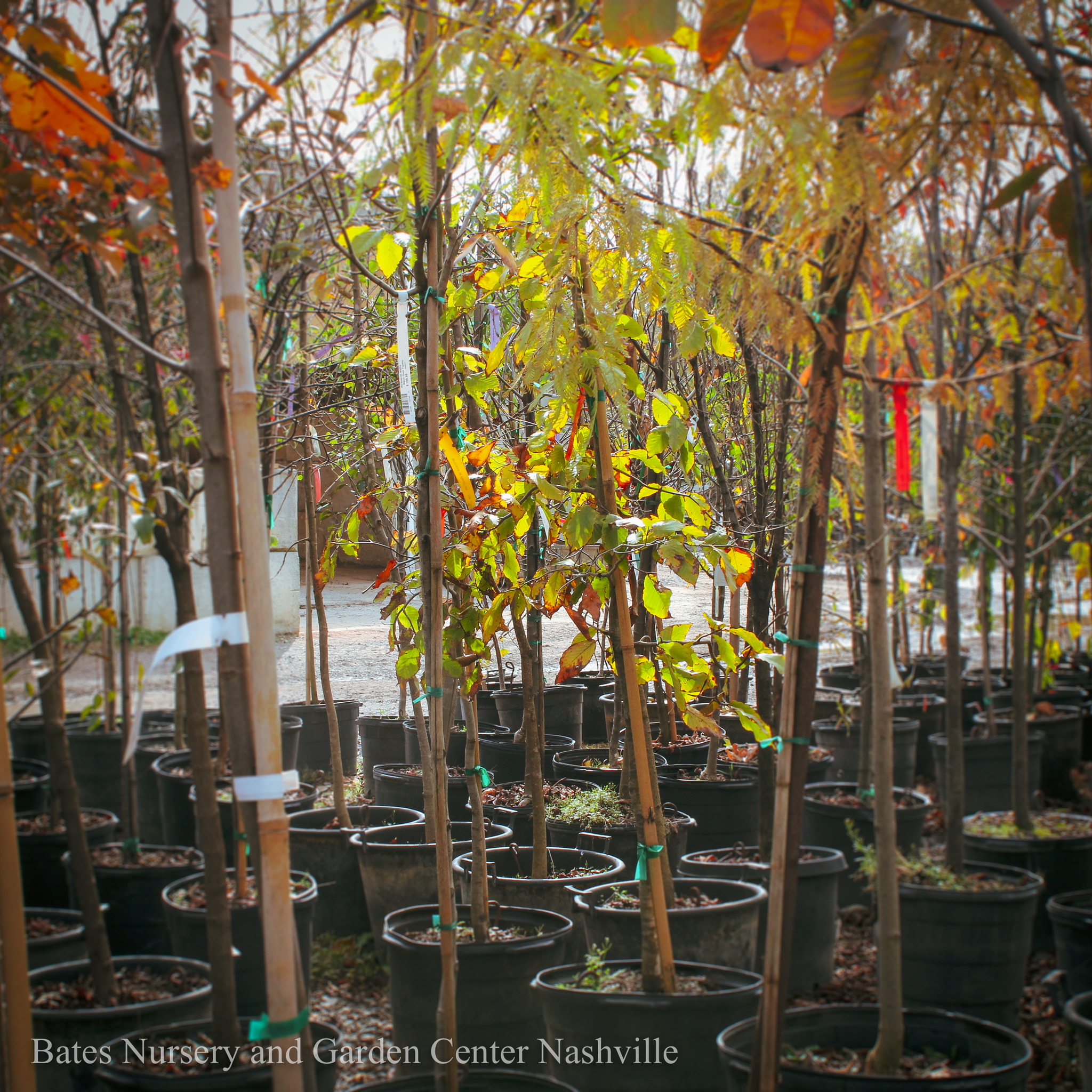 A Treemendous Month