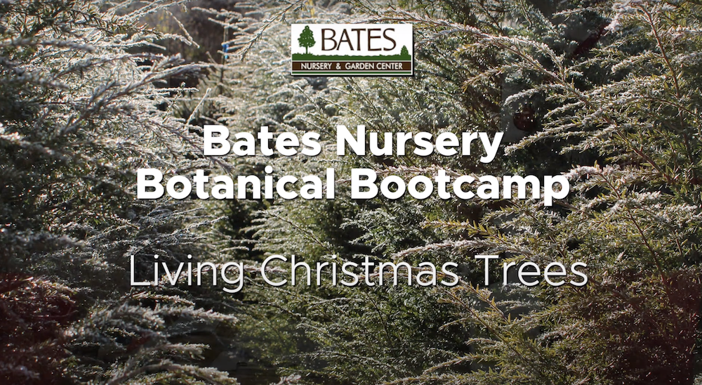 Living Christmas Trees!