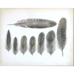 Vintage Feathers- Para