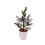 Cranberry Pine Tree