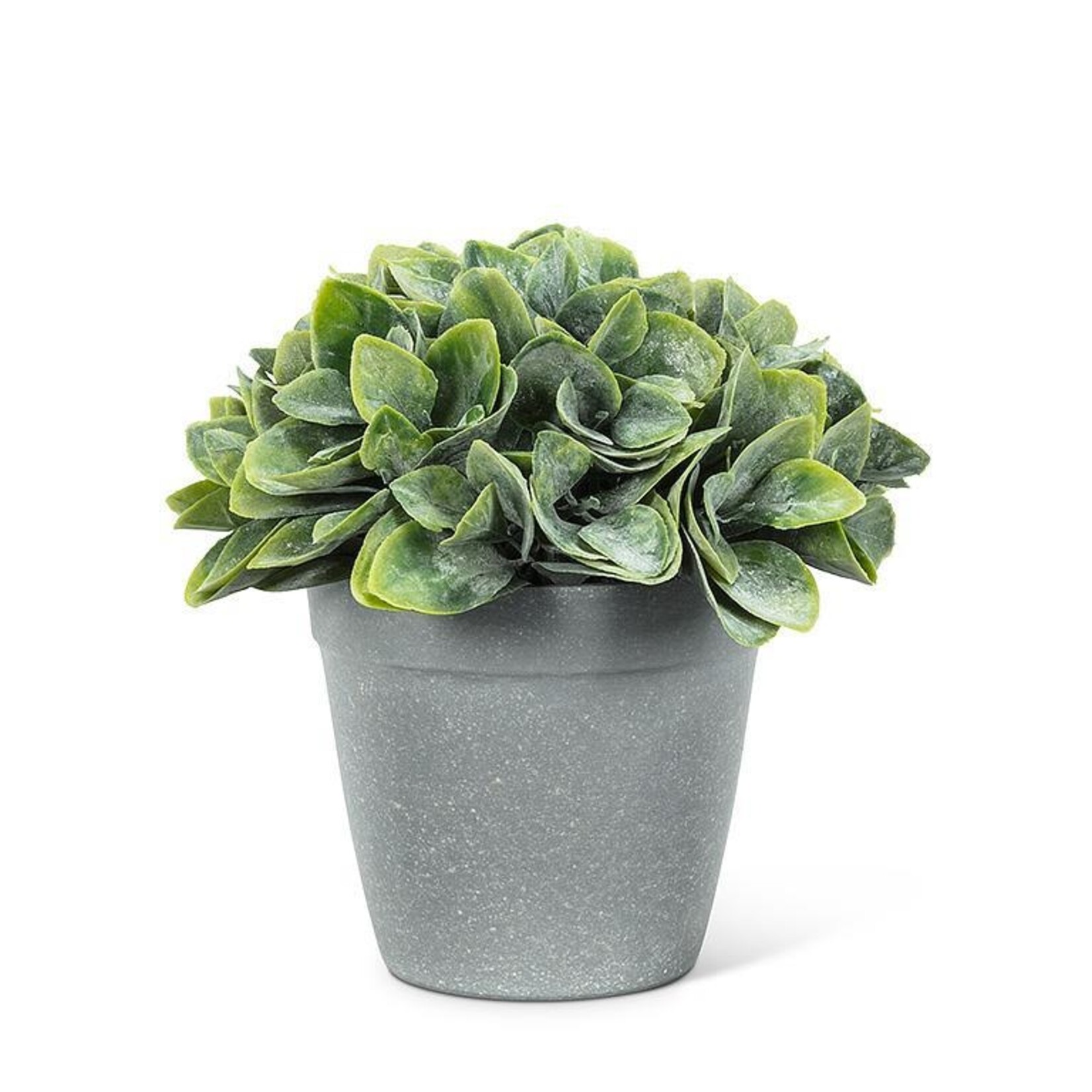 Abbott Spade Leaf Plant Pot - 6"