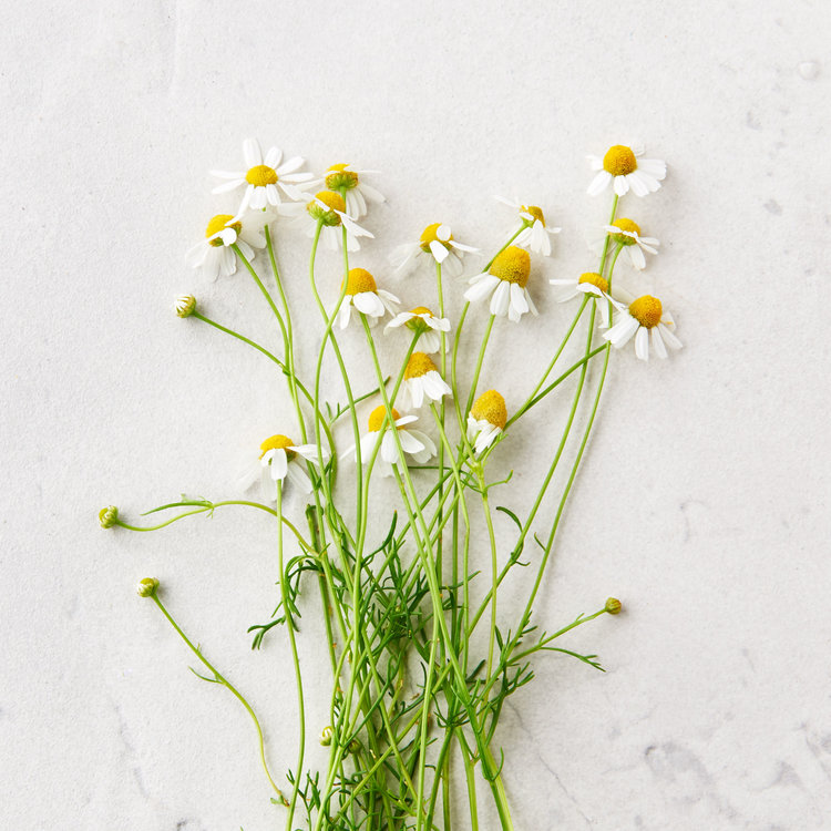 Substance THÉ APAISANT POUR MAUX DE VENTRE SUBSTANCE